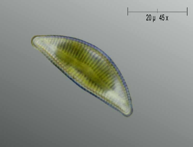 Encyonema caespitosum ?