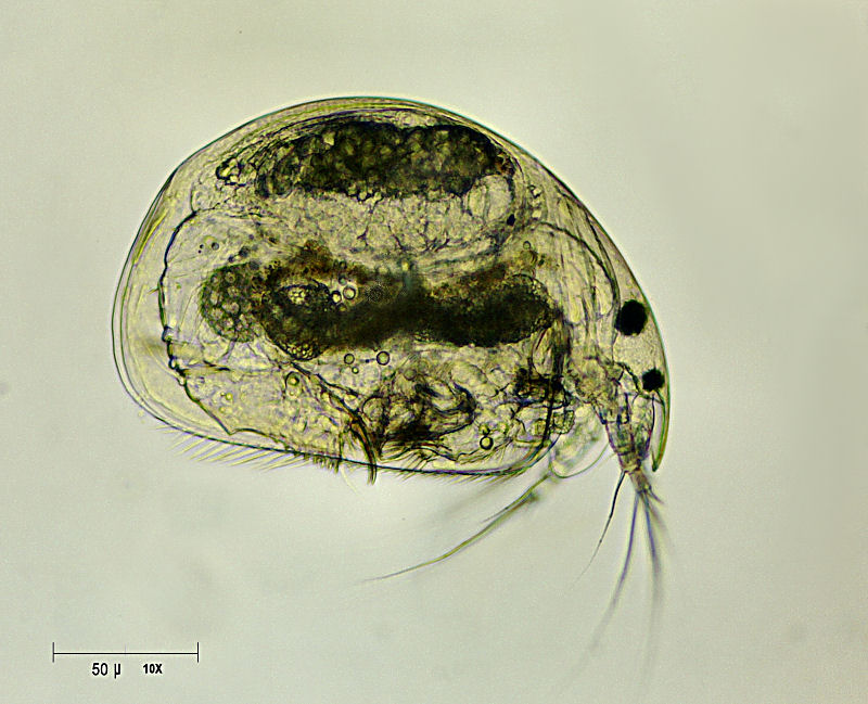 Chydorus sp. ? - no Alona sp. !!