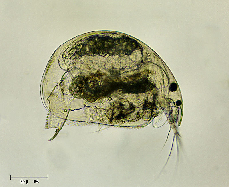 Chydorus sp. ? - no Alona sp. !!