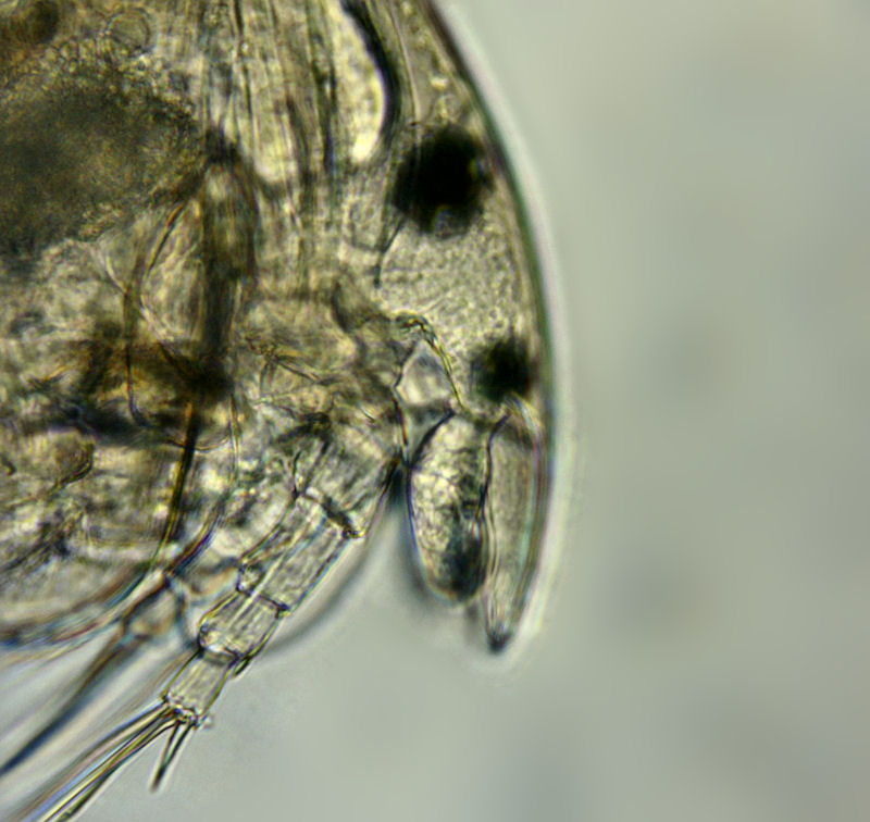 Chydorus sp. ? - no Alona sp. !!