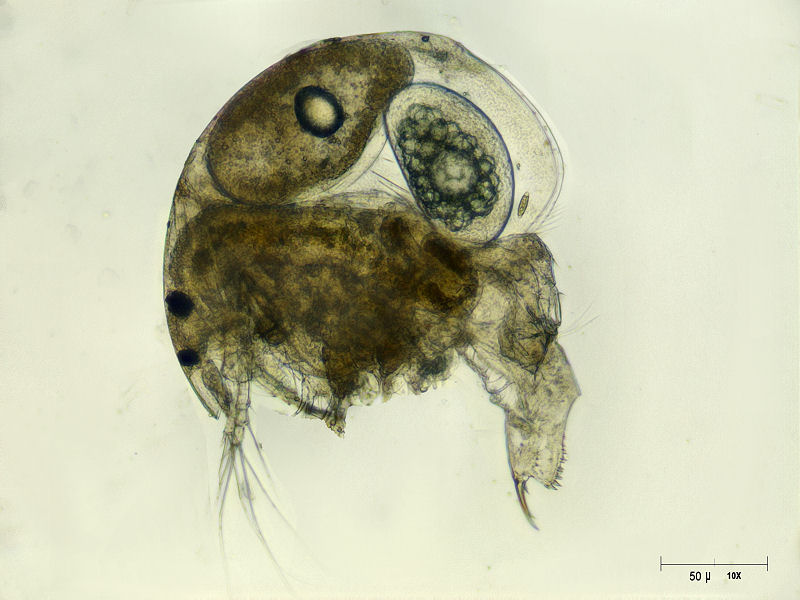 Chydorus sp. ? - no Alona sp. !!
