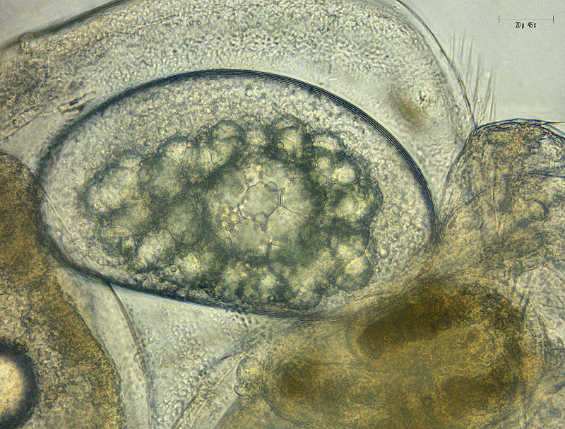 Chydorus sp. ? - no Alona sp. !!