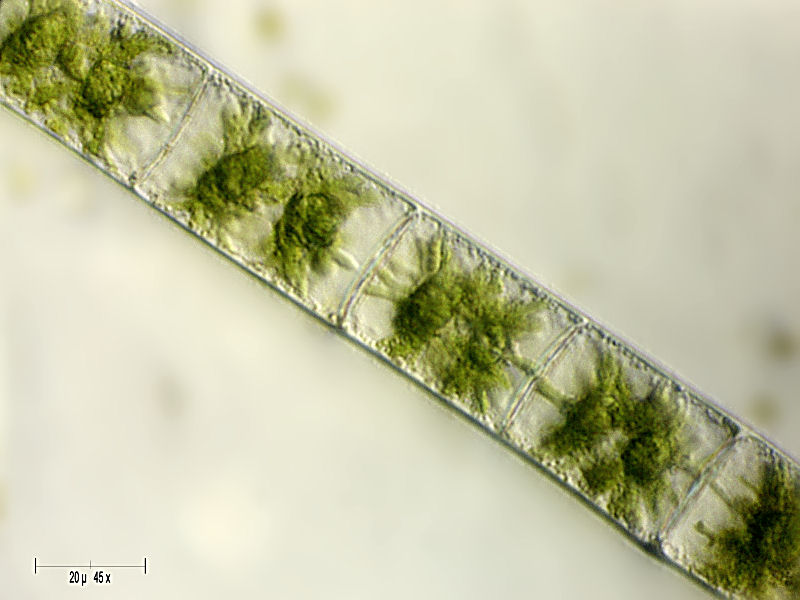 Zygnema sp.