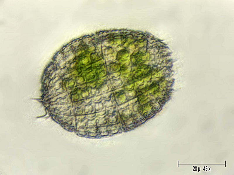 Coleps hirtus