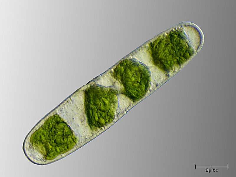 Penium margaritaceum