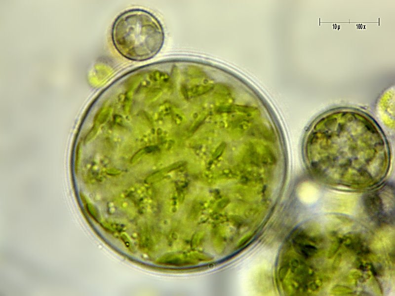 Chlorococcum sp.