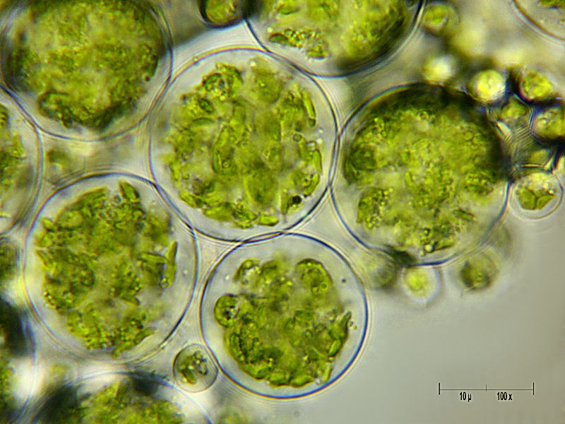 Chlorococcum sp.