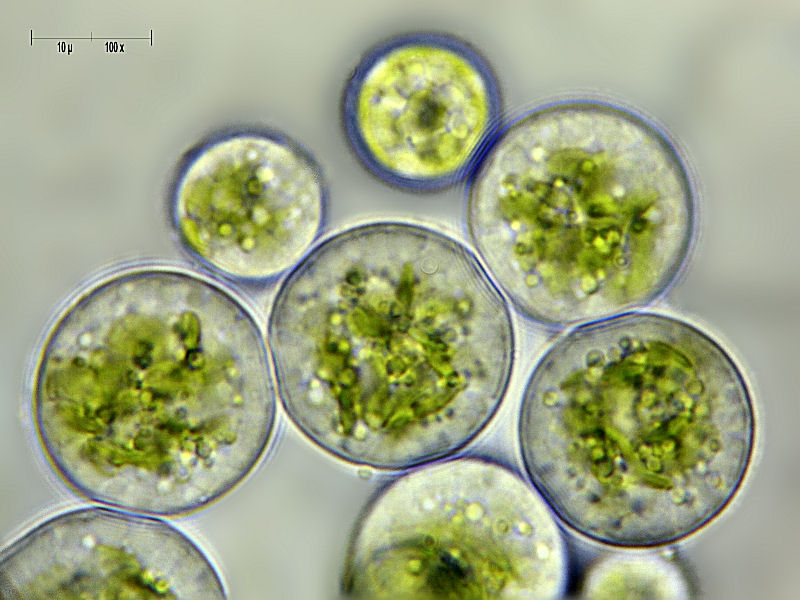 Chlorococcum sp.