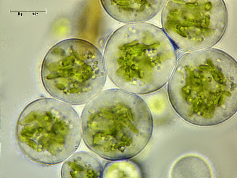 Chlorococcum sp.