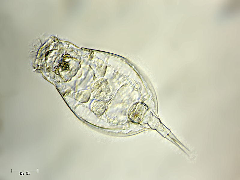 Lepadella acuminata