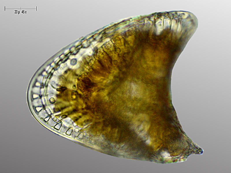 Campylodiscus sp.