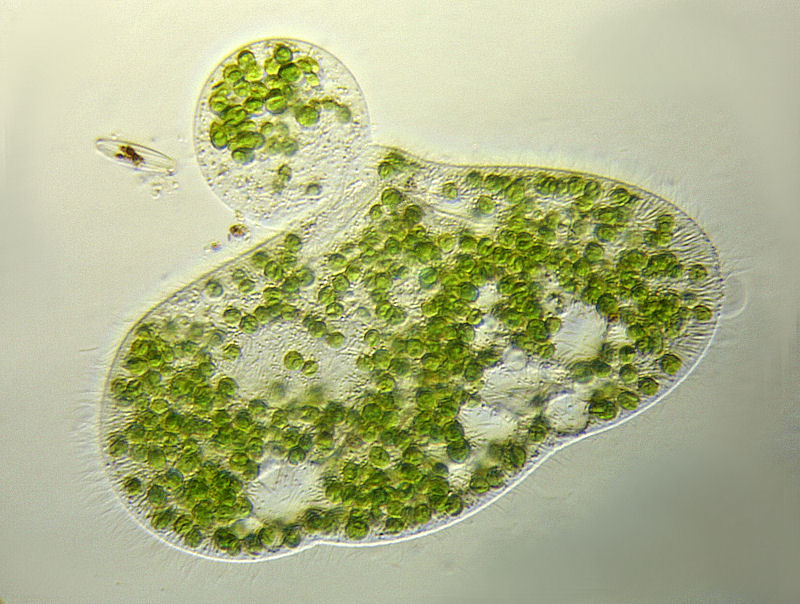 Paramecium bursaria