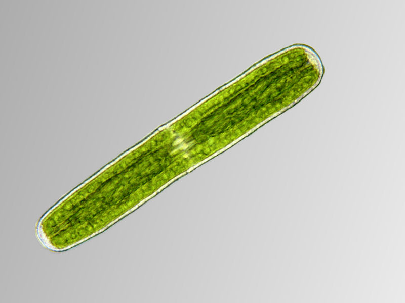 Penium sp.
