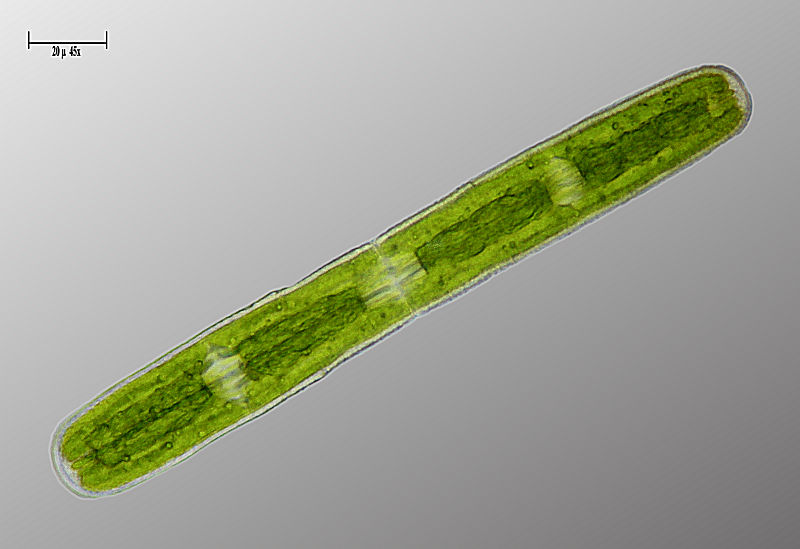 Penium sp.