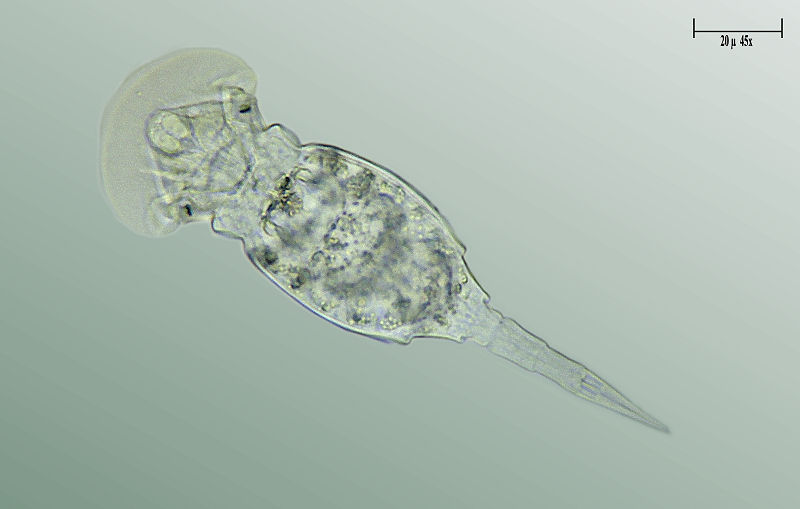 Squatinella sp.