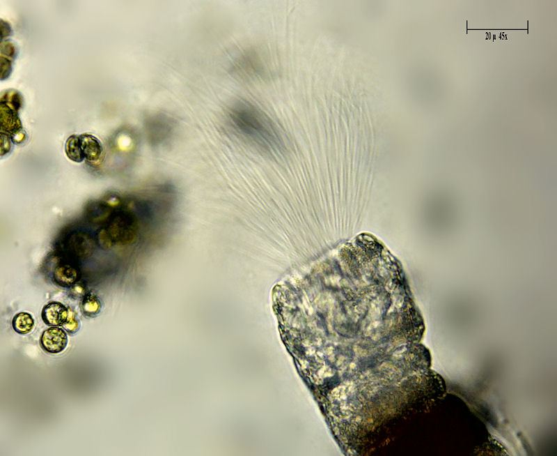 Collotheca sp.