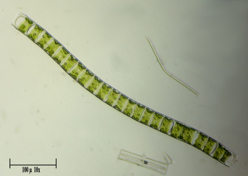 Ulothrix sp.   per Maurizio