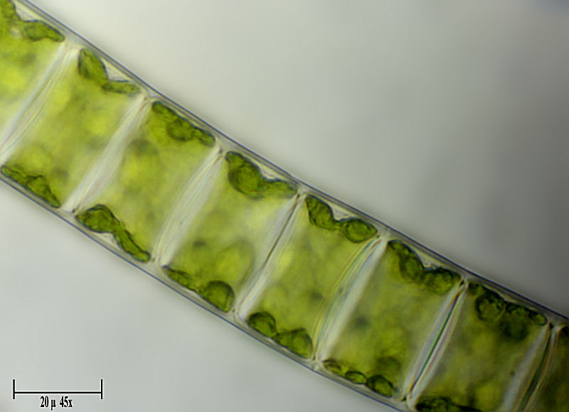 Ulothrix sp.   per Maurizio