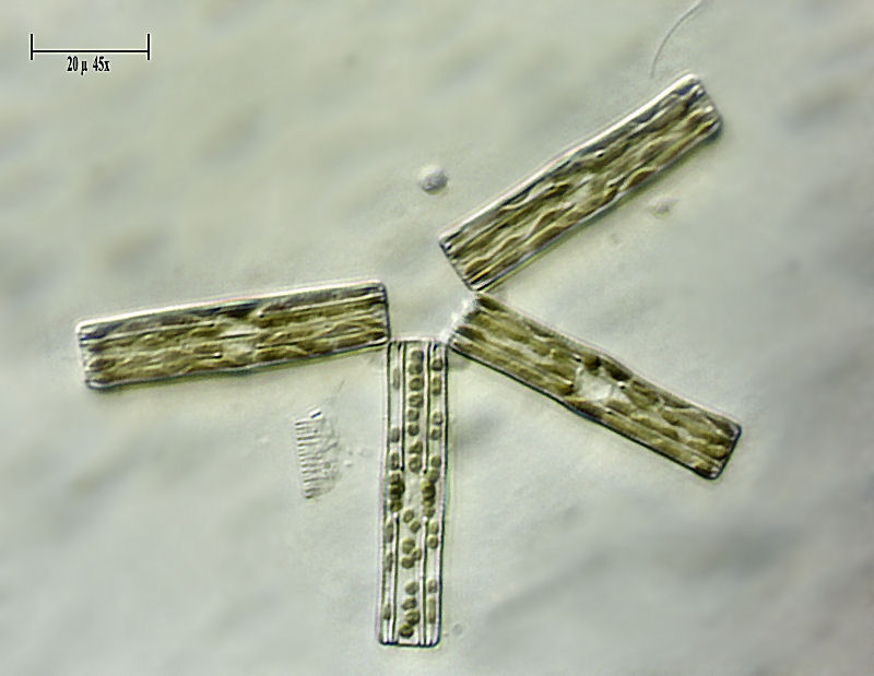 Tabellaria fenestrata ?