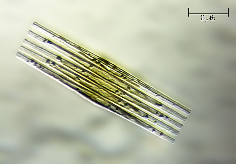 Fragilaria crotonensis