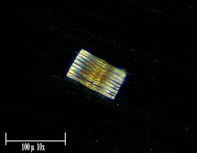 Fragilaria crotonensis