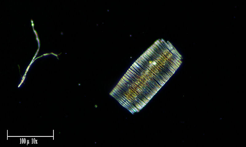 Fragilaria crotonensis