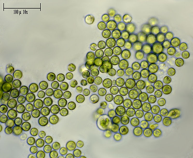 Chlorococcum sp.