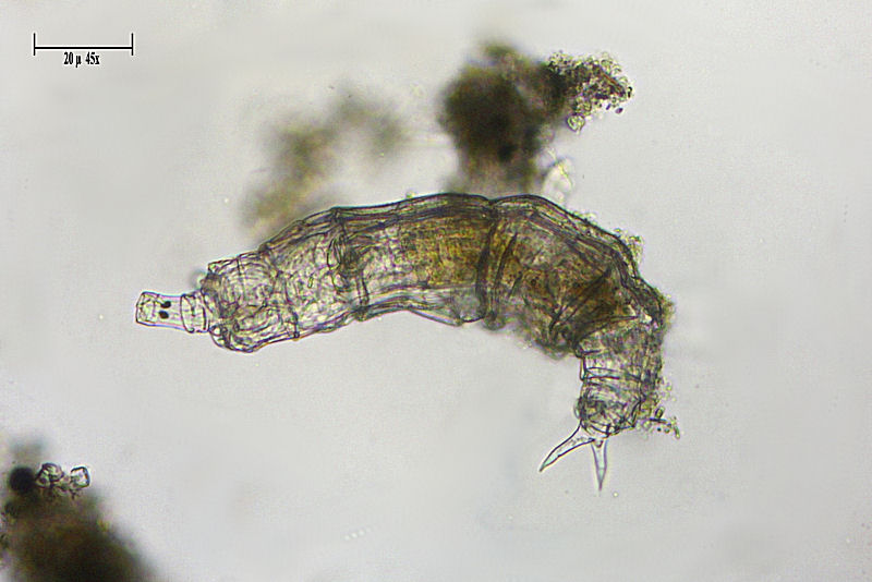 Rotaria sp.