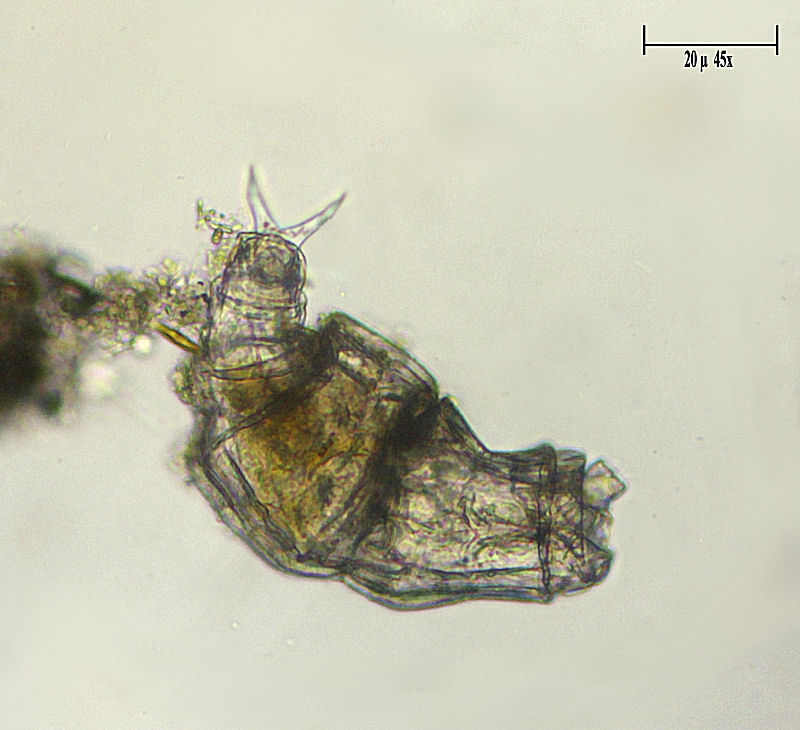 Rotaria sp.