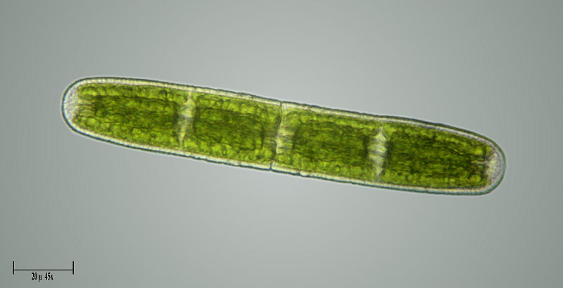 Penium sp.
