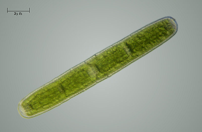 Penium sp.