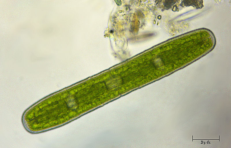 Penium sp.