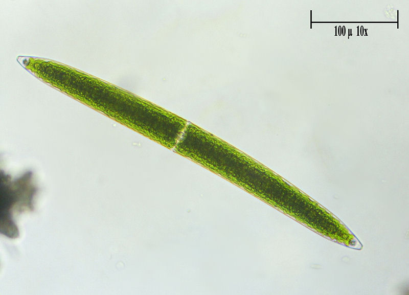 Closterium lunula