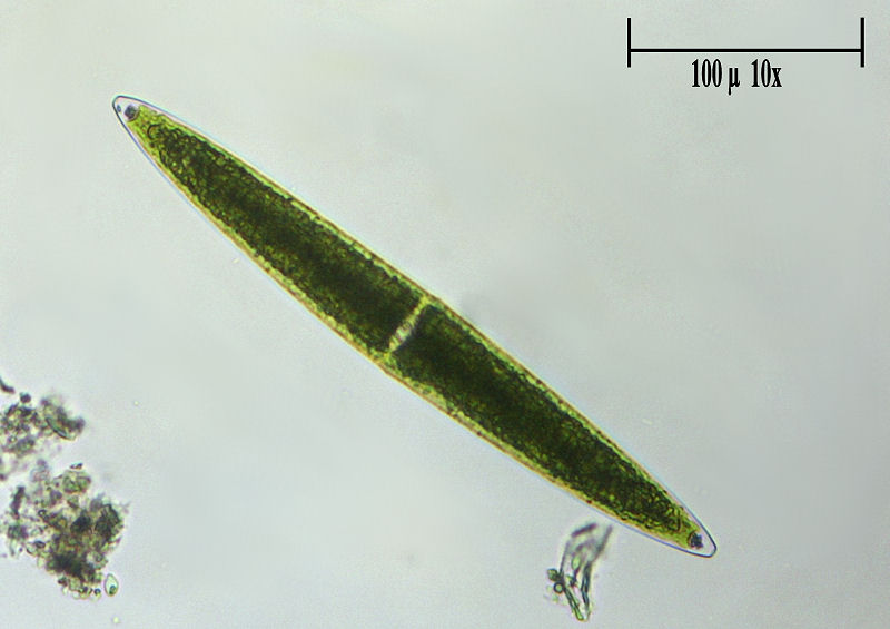 Closterium lunula