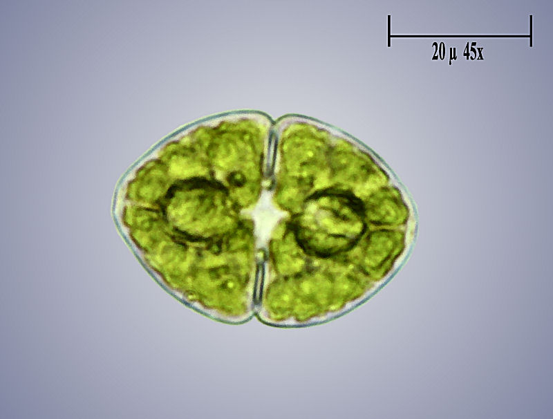Cosmarium granatum