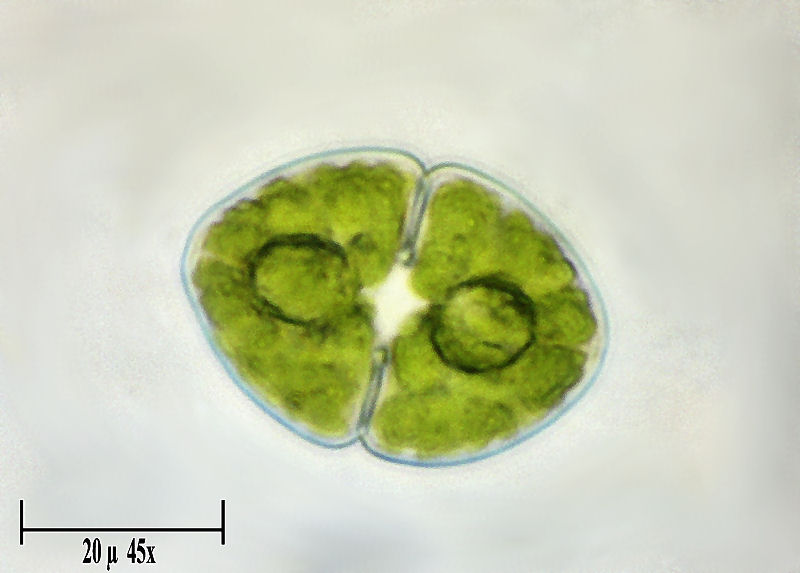 Cosmarium granatum