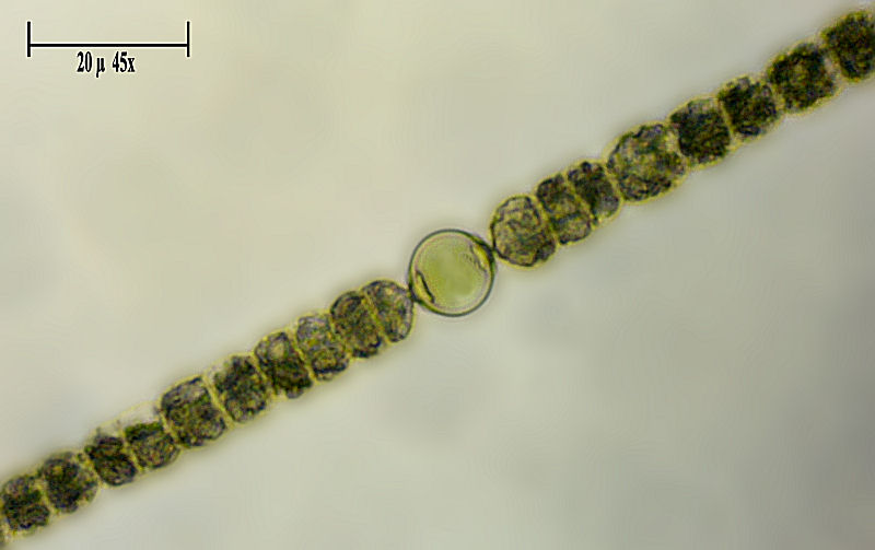 Anabaena sp.