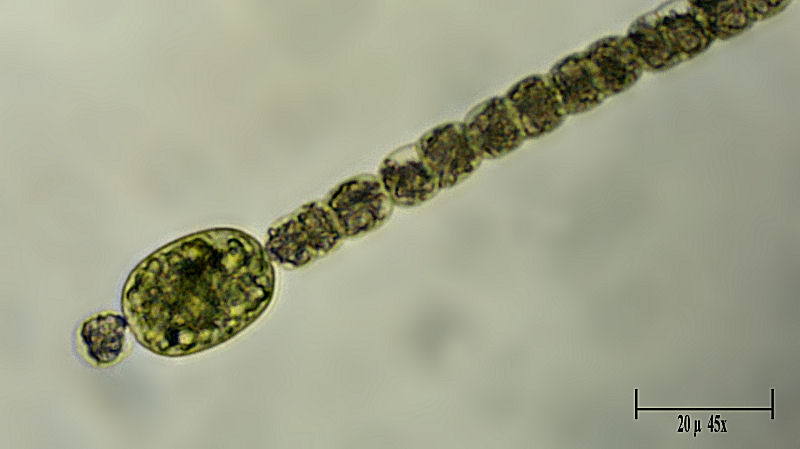 Anabaena sp.