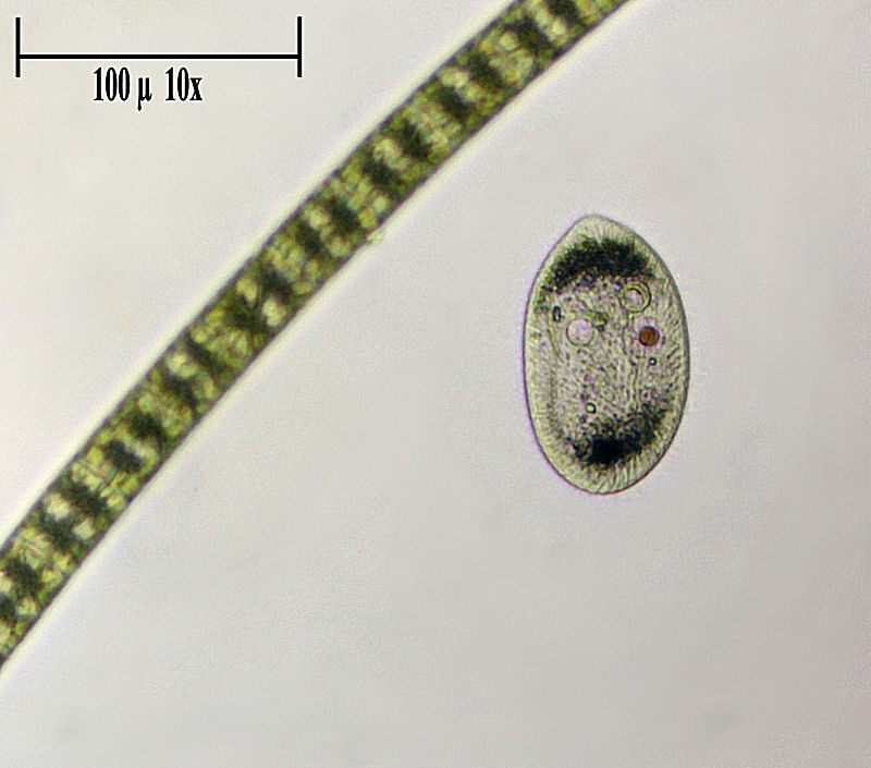 Frontonia sp. ? -  aiuto identificazione