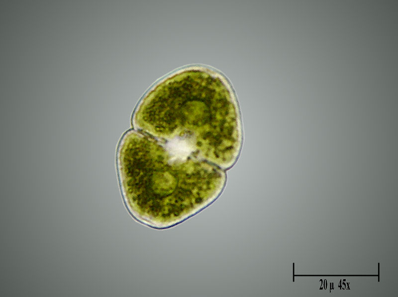 Cosmarium granatum