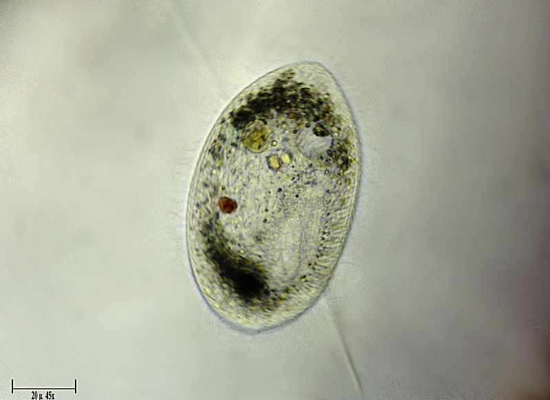 Frontonia sp. ? -  aiuto identificazione