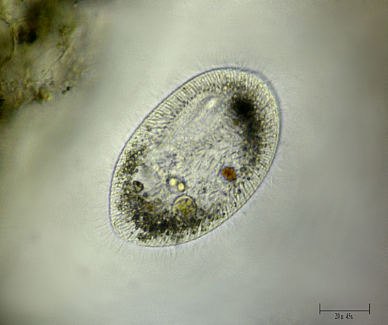 Frontonia sp. ? -  aiuto identificazione
