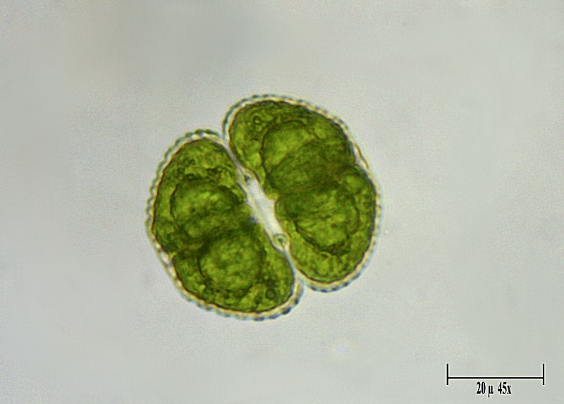 Cosmarium vexatum