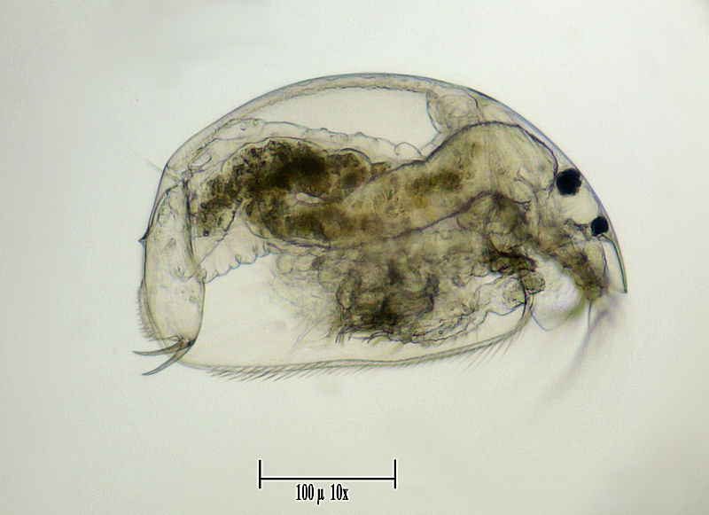 Alona sp.