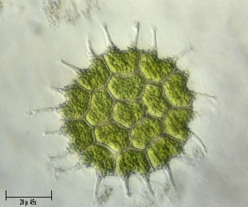 Pediastrum boryanum