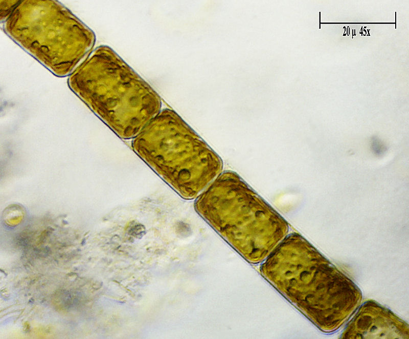 Melosira varians