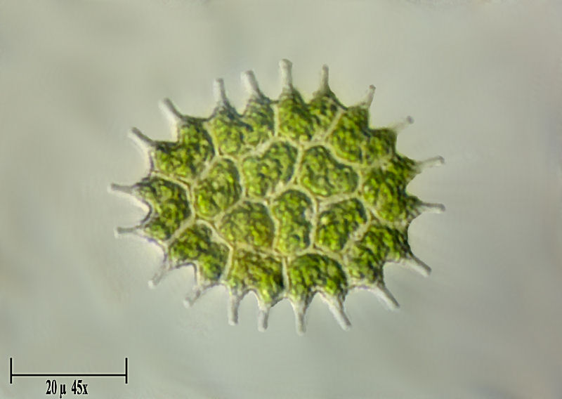 Pediastrum boryanum
