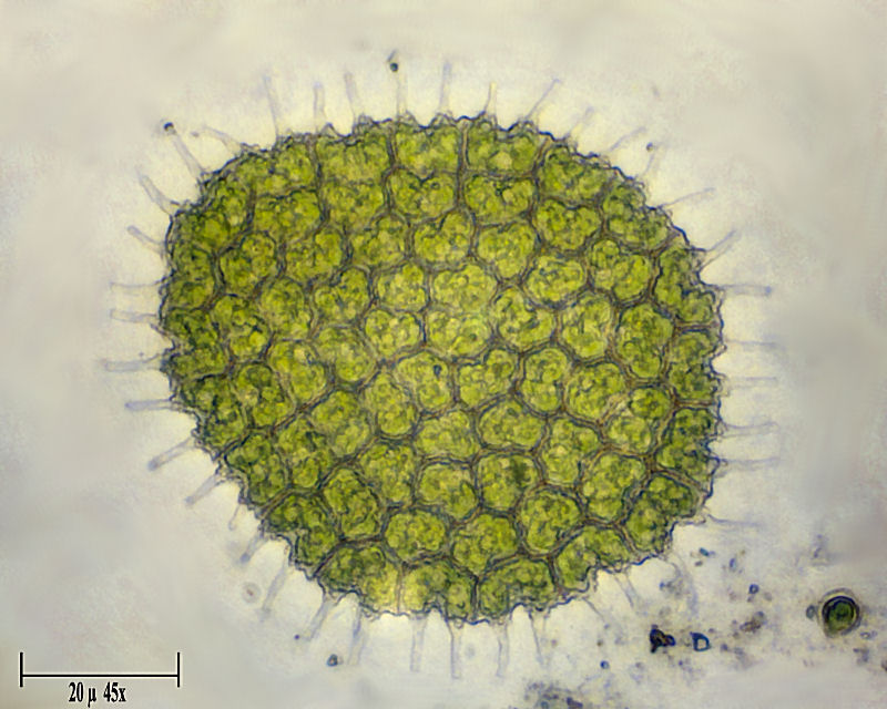 Pediastrum boryanum