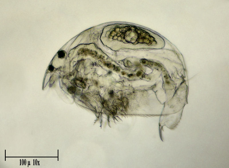 Alona rectangula