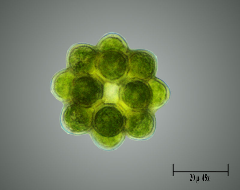 Coleastrum microporum - simmetria perfetta